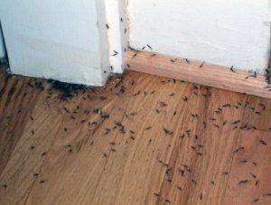 termites attracted to home in anthem