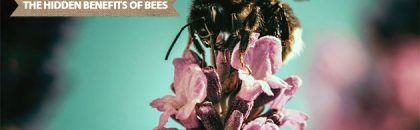 the hidden benefits of bees