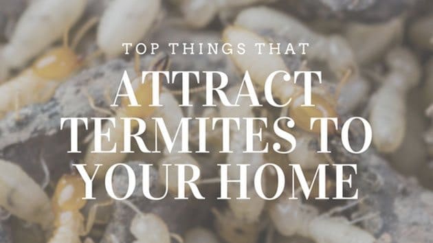 top things that attract termites to your home