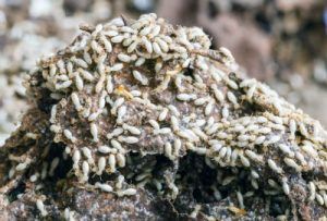 big group of termites