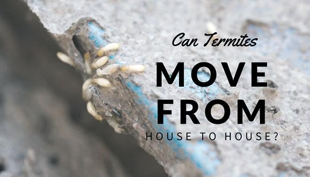 can termites move from house to house