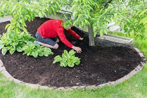 prevent termites by inspecting mulch around home