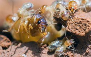 queen termite with workers in colony