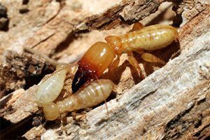 soldier termite with worker in colony