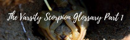 The Varsity Scorpion Glossary Part 1