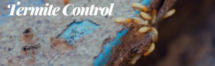 a straightforward approach to termite control