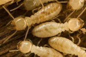 termites are edible to eat