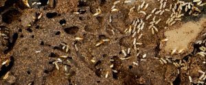 termites-are-older-species-than-humans