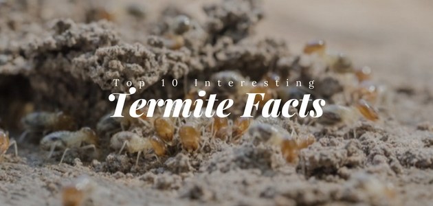 top ten interesting termite facts