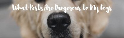 what pests are dangerous to my dogs