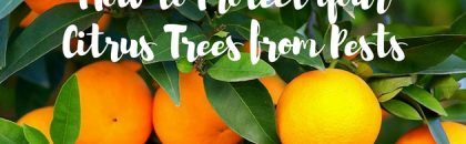 How to Protect Your Arizona Citrus Trees from Pests