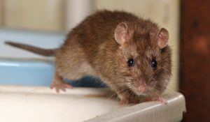 rat infestation in chandler home