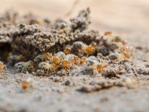 termite infestation in chandler home