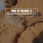 Prevent Scorpion Infestation