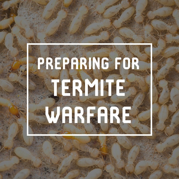White Termites in AZ