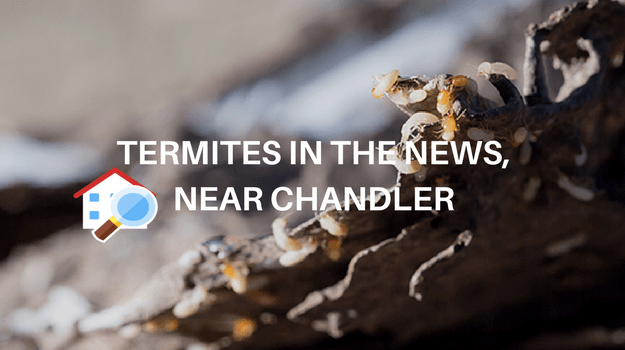 termite control services near chandler