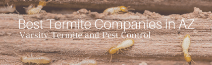 best termite companies in az