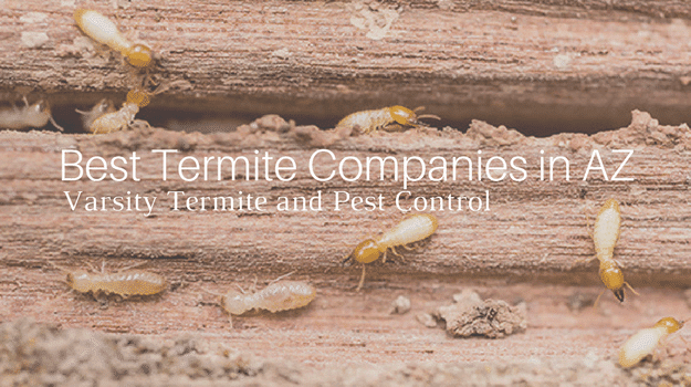 best termite companies in az