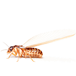 If you find termite wings around your house call a termite control company