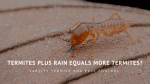 Termites plus rain equals more termites