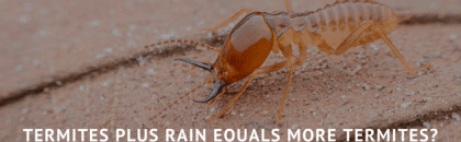 Termites plus rain equals more termites
