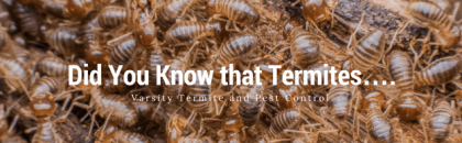 Did you know that termites….