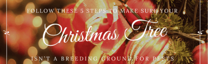 Follow these 5-steps to make sure your Christmas Tree isn't a breeding ground for pests