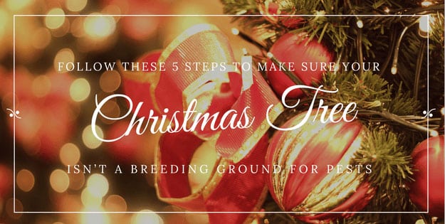 Follow these 5-steps to make sure your Christmas Tree isn't a breeding ground for pests