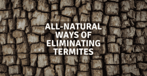 All-Natural Ways of Eliminating Termites
