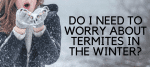 DO I NEED TO WORRY ABOUT TERMITES IN THE WINTER