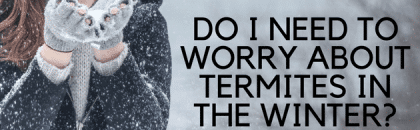 DO I NEED TO WORRY ABOUT TERMITES IN THE WINTER