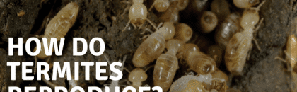 Termites Reproduction