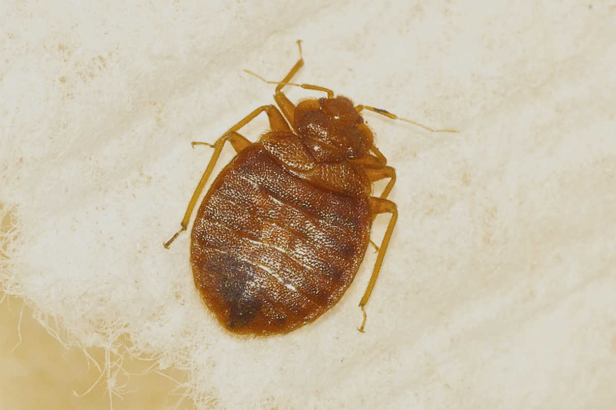 Bed Bugs: Do I need to worry about them in Arizona?