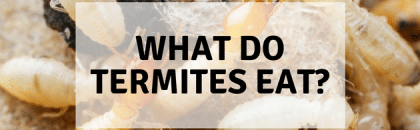 What do termites eat?
