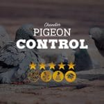Pigeon Control in Chandler