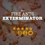 Fire Ants Exterminatior in Arizona