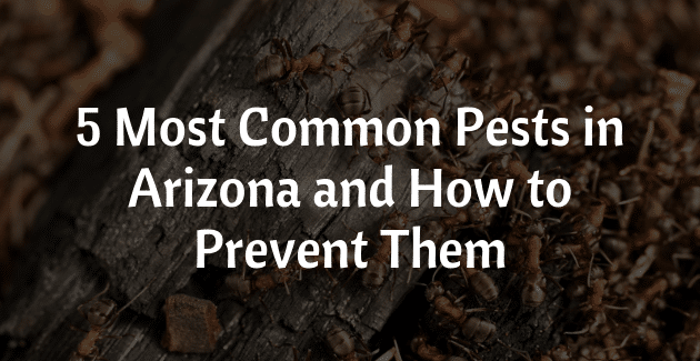 Common Pest In Arizona