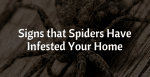 Signs Spiders Infested Your Home
