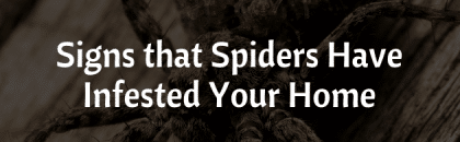 Signs Spiders Infested Your Home
