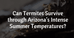 Can Termites Survive Arizona Temperatures