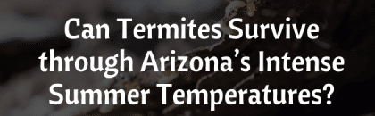 Can Termites Survive Arizona Temperatures