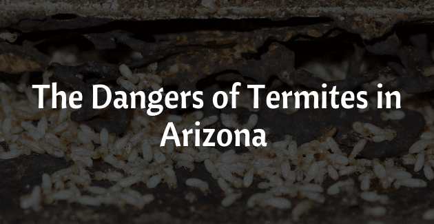 Danger Of Termites In Arizona