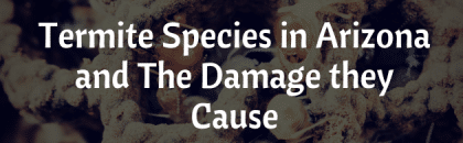 Termite Species In Arizona And The Damage They Cause