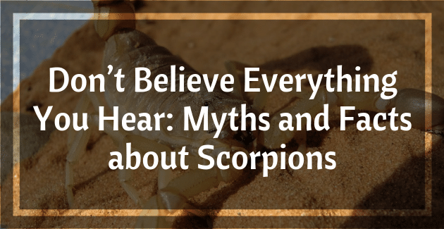 Don’t Believe Everything You Hear: Myths and Facts about Scorpions
