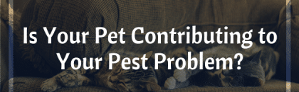 Is Your Pet Contributing to Your Pest Problem