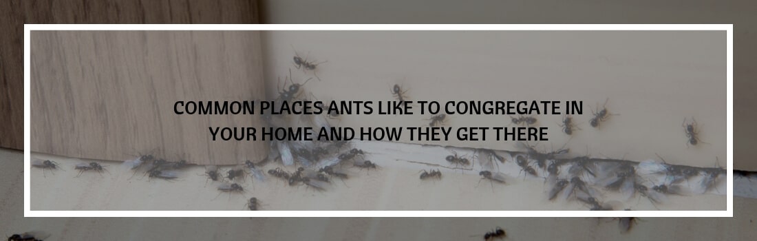 Ant Plague