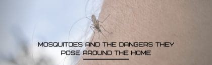 Mosquito Stinging A Man's Arm