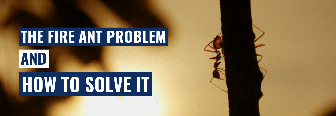 The Fire Ant Problem and How to Solve It