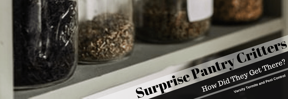 Surprise Pantry Critters: How Did They Get There?