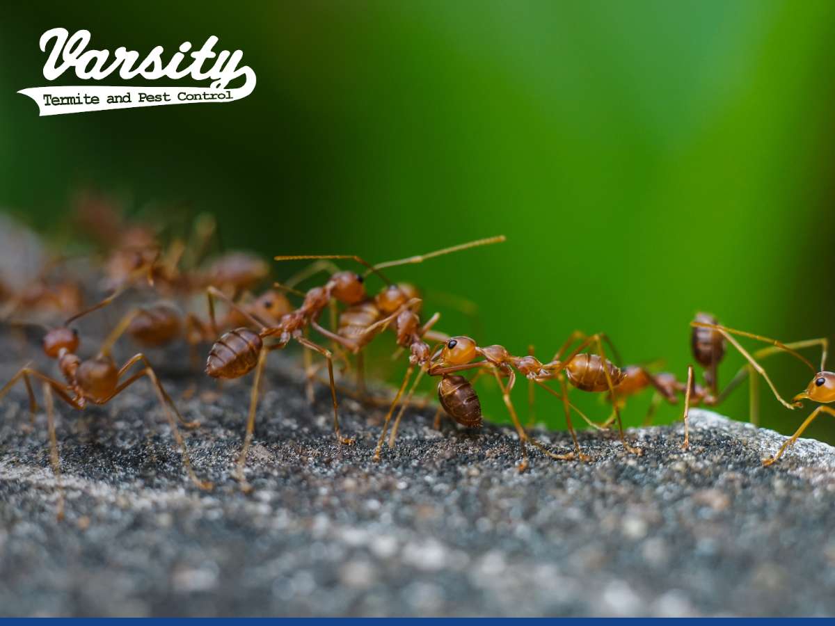 Fire ants in a yard in Arizona